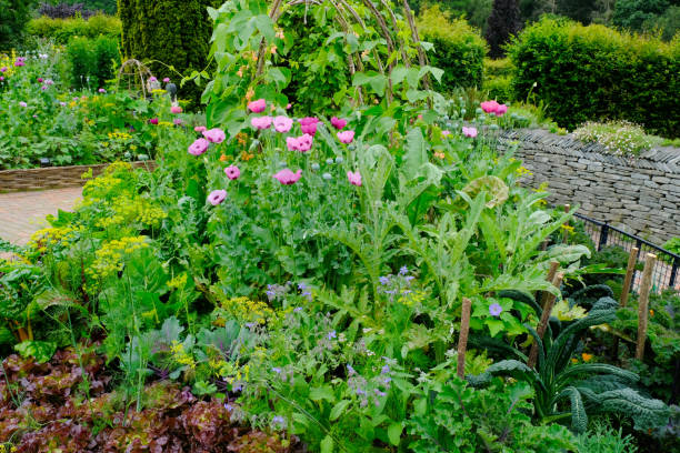 Vegetable Garden Small vegetable garden planted with runner beans, artichokes, lettuce, kale and borage. artichoke vegetable garden gardening english culture stock pictures, royalty-free photos & images