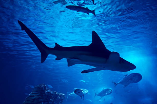 Gray shark swimming in the ocean together turtle Gray shark swimming in the ocean together turtle, rocks, fish, sand, light, blue fish tank photos stock pictures, royalty-free photos & images