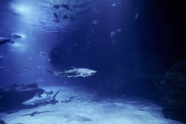 istock Tiger shark in the ocean surrounded by fish 1260338548