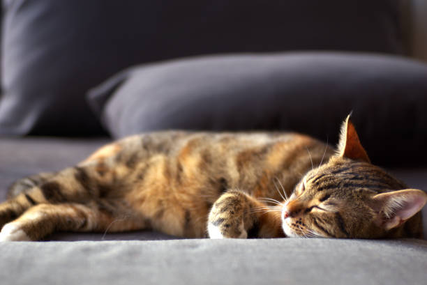 istock Domestic Shorthair Cat Posed for Camera 1260349465