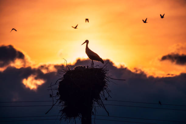 istock Storks feeding babies in a nest against sunset sky with clouds 1260358773