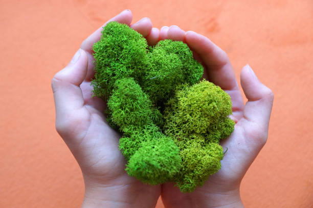 istock green stabilized moss in children's hands as a symbol of purity 1260364793