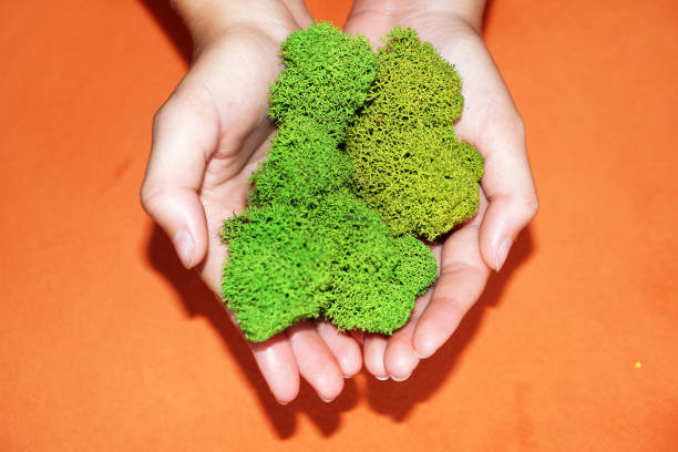 istock green stabilized moss in children's hands as a symbol of purity 1260364809
