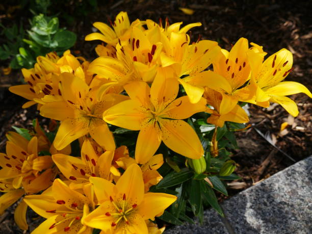 istock Asiatic Yellow Alberta Blaze Lilies 1260365879