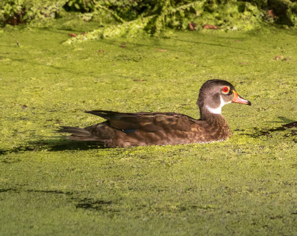istock A male wood duck with eclipse plumage 1260366928