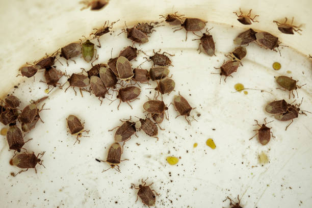 istock Lot of stink bugs on white surface 1260368011