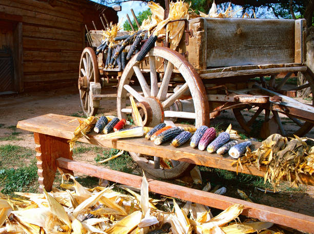 Blue corn harvest in the country Rustic wagon filled with corn set in a rural country setting wagon wheel bench stock pictures, royalty-free photos & images