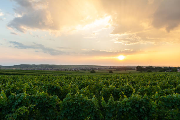 istock Nice sunset on vineyard at area Palava Czech republic 1260371271