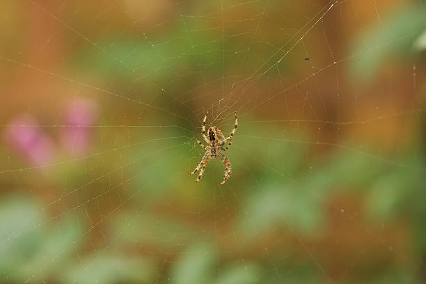 European Garden Spider stock photo