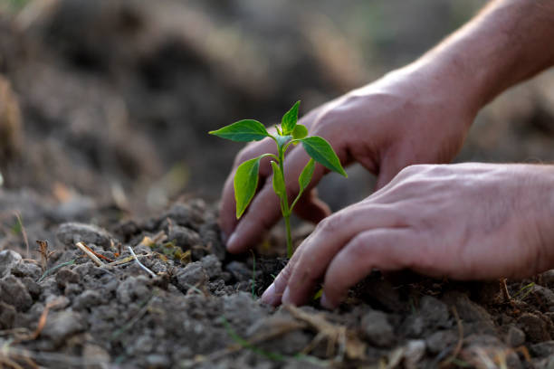 istock Farmer planting seedling in organic garden 1260376675