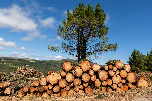 Pine wood logs cut in the forest in Galicia Spain