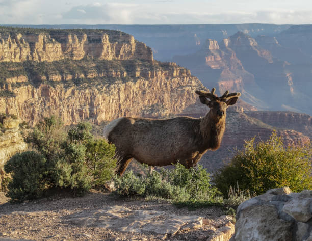 alce ai margini del grand canyon all'alba - south rim foto e immagini stock