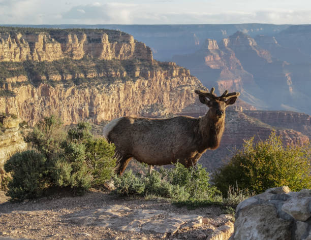 Elk on the edge of the Grand Canyon at sunrise Elk on the edge of the Grand Canyon at sunrise, South Rim south rim stock pictures, royalty-free photos & images