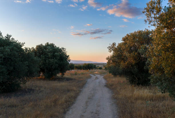 istock Pathway surrounded by olive trees on background of sunset sky 1260395556