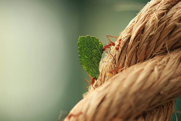 Leaf Cutter Ants stock photo