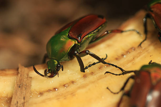 Fruit Beetle (Eudicella Aethiopica) stock photo