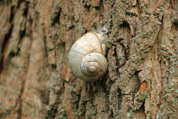 Shot of a white snail crawling on the tree trunk