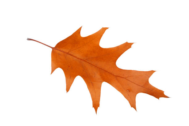 istock A colorful autumn leaf isolated on white 1260419027