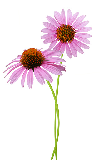 A blooming coneflower (echinacea purpurea) flower branch isolated white background