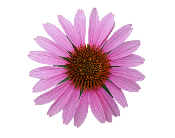 istock Echinacea purpurea flower head isolated white 1260420618