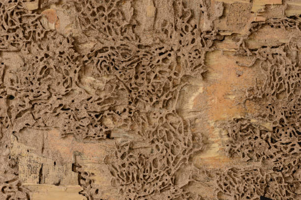 closeup background and texture of nest termite at wooden wall - colony swarm of insects pest animal imagens e fotografias de stock