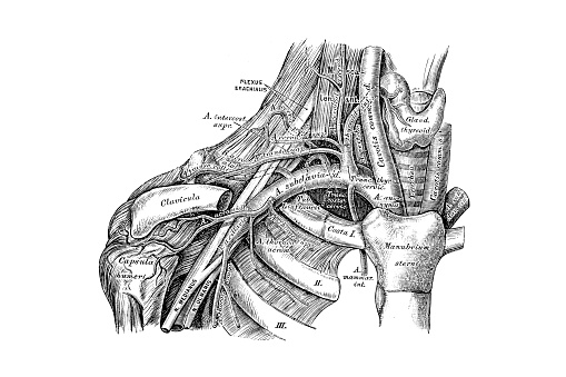 Illustration of a Course and branching of the subclavian artery