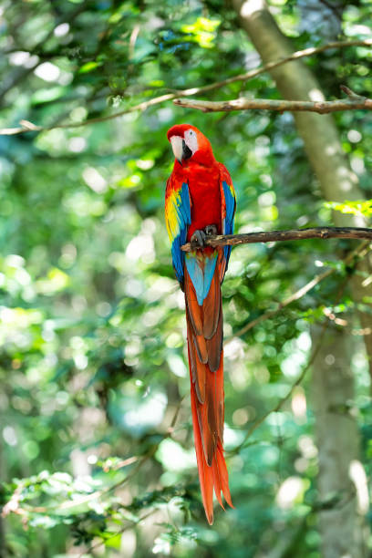 istock red, blue, yellow ara parrot outdoor 1260435063