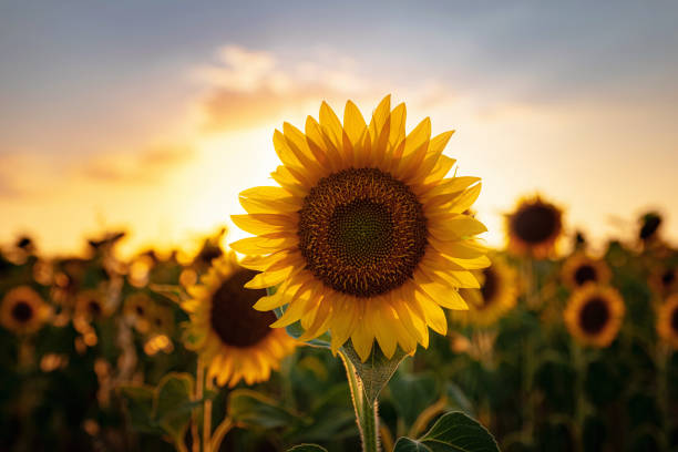 girasoli sul campo, contesto agricolo estivo - sunflower foto e immagini stock