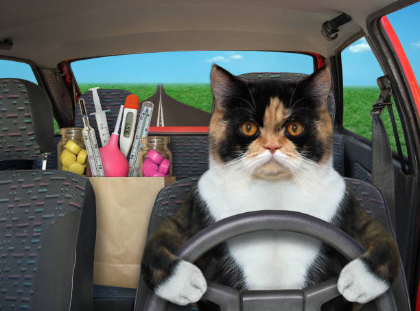 istock Cat carries medicines in his car 1260439303