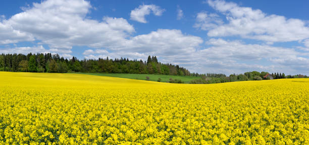 istock Spring landscape with a large, yellow flowering rapeseed field 1260451259