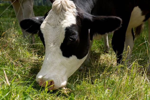 istock Eating black and white cow in close-up 1260451670
