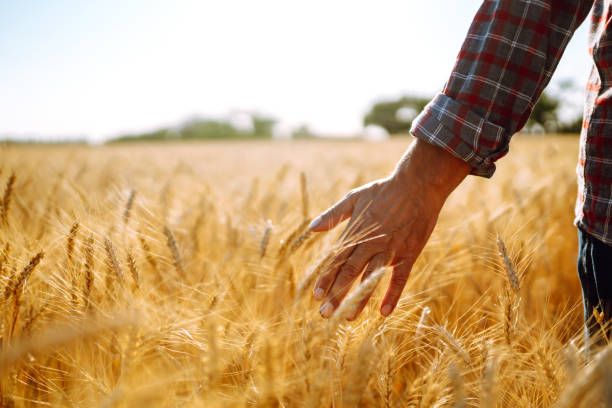 istock Hand touching the wheat. Agriculture and harvesting concept. 1260452740