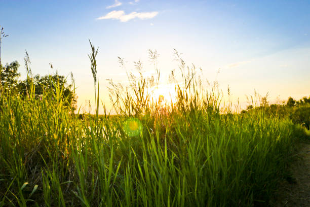 istock Summer background - sunset over a calm river. Sunlight breaking through tall grass. Summer landscape, Russia. 1260454322