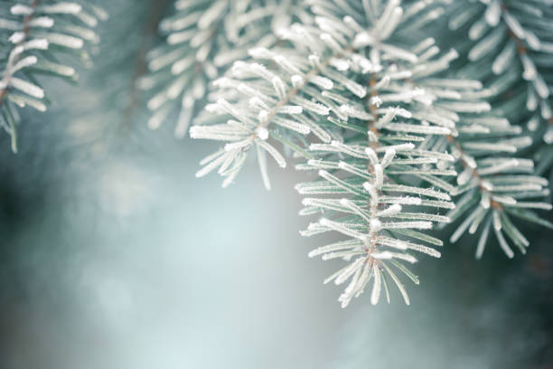 Christmas fir tree branches with frost