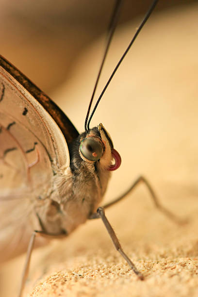 Butterfly Macro stock photo