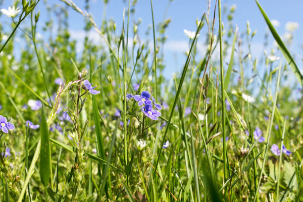 istock Blue and white flowers in lush green grass 1260468875