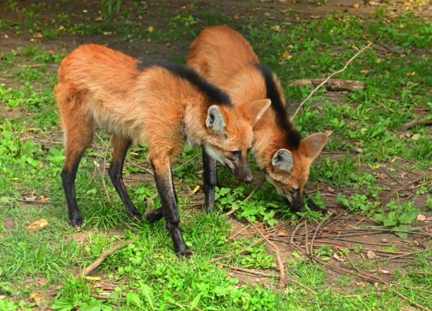 deux jeunes loups manés (chrysocyon brachyurus) - loup à crinière photos et images de collection