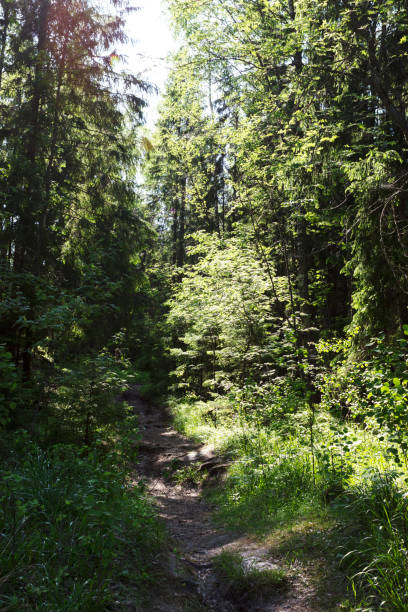 istock A trail in a dense spruce forest. Sunny day 1260474342