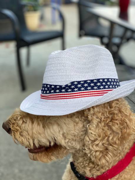 istock Uncle Stan on The 4th of July 1260477554