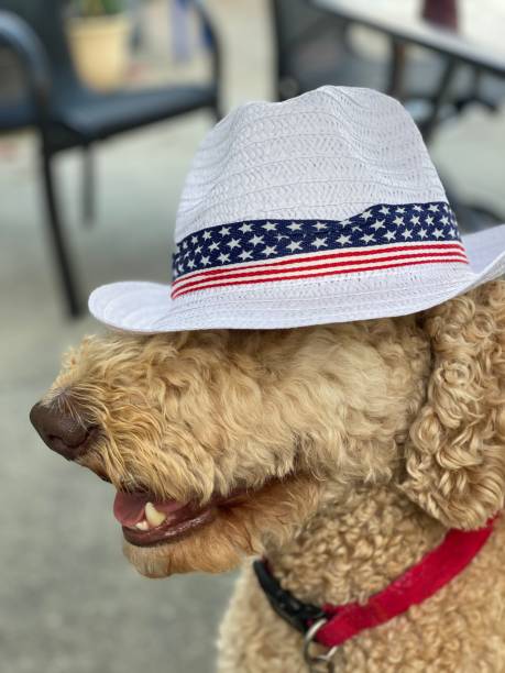 istock Stan on the 4th of July 1260477555
