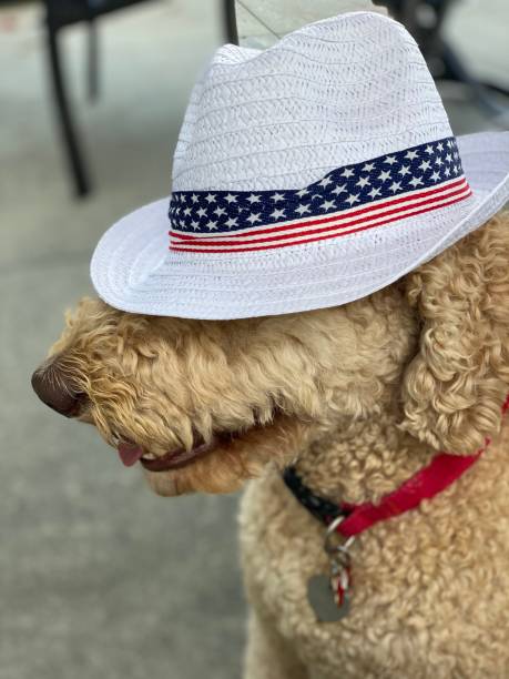 istock Hats on The Senior Dog 1260477566