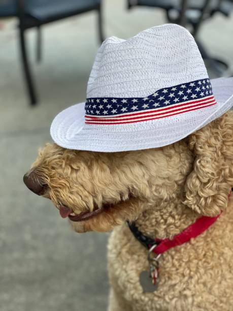 istock Hail Hail Uncle Stan the Dog 1260477568