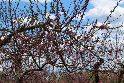 The blue sky peeking between the branches of a cherry blossom. Taken at Brooksby Farm in Peabody, MA.