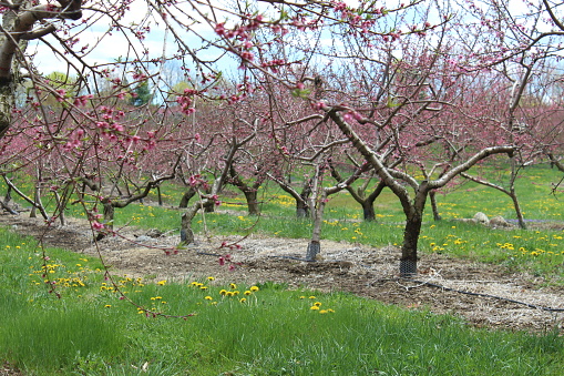 A row of cherry blossoms blooming in April. Photo taken at Brooksby Farm in Peabody, MA.