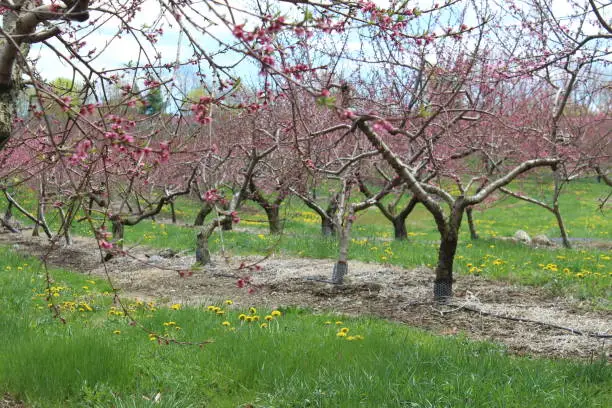 Photo of Row of Cherry Blossoms