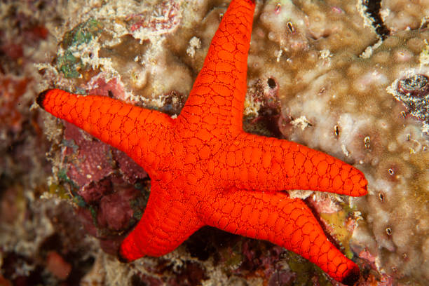 istock sea star on the ocean floor, underwater 1260490357