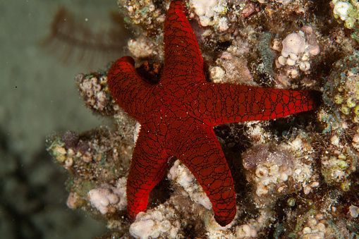 colorful sea star on the ocean floor, underwater