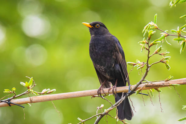 istock Blackbird male turdus merula singing in a tree in a garden 1260494657