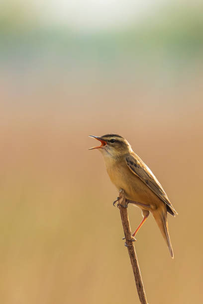 istock Sedge Warbler, Acrocephalus schoenobaenus, singing 1260494659