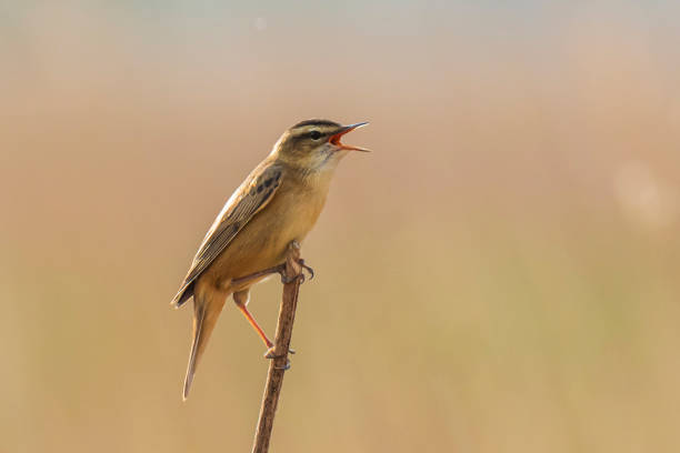 istock Sedge Warbler, Acrocephalus schoenobaenus, singing 1260494664